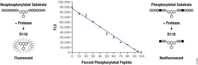 Schematic and graph demonstrating that Rhodamine 110 is essentially nonfluorescent in the bisamide form and that the presence of a phosphorylated amino acid (dark circle) blocks the removal of amino acids by the protease.
