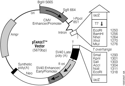 pTARGET™ Vector circle map.