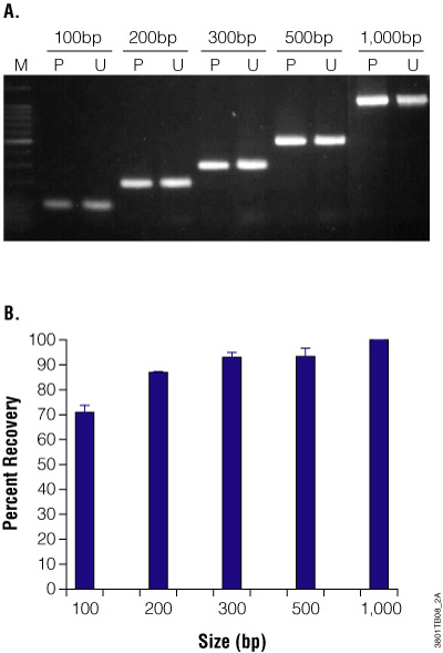 Purification and recovery of PCR products using the Wizard® SV 96 PCR Clean-Up System.