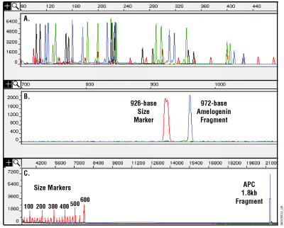 Analysis of DNA purified from paraffin-embedded, formalin-fixed 10µm thin sections using the MagneSil® Genomic, Fixed Tissue System.