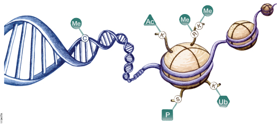 Epigenetic mechanisms involved in regulation of gene expression.