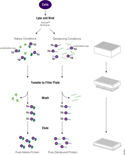 A schematic representation of the HisLink™ 96 Protein Purification protocol.