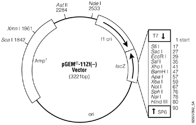 pGEM-11Zf(–) Vector.