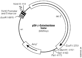 pSV-beta-Galactosidase Control Vector.