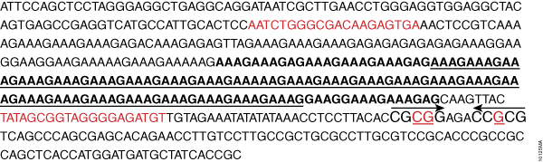 SE33 locus with the location of X.3 SNPs