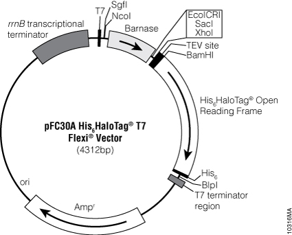 pFC30A His6HaloTag® T7 Flexi® Vector.
