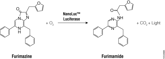 The bioluminescent reaction catalyzed by NanoLuc® luciferase.