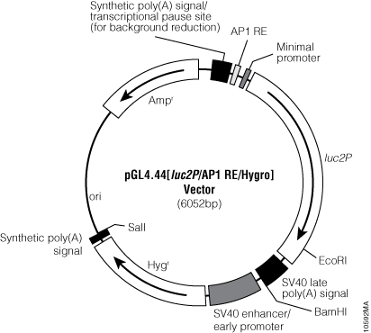 pGL4.44[luc2P/AP1 RE/Hygro] Vector.