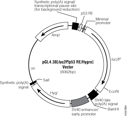 pGL4.38[luc2P/p53 RE/Hygro] Vector.