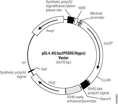 pGL4.45[luc2P/ISRE/Hygro] Vector.