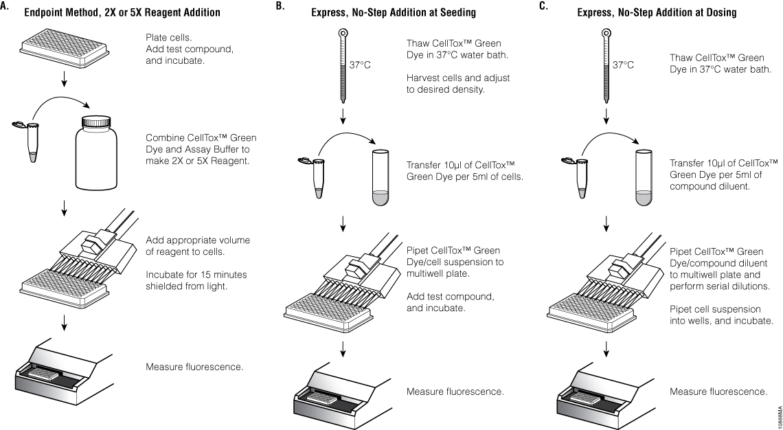 Schematic diagram of methods for delivering the CellTox™ Green Dye.