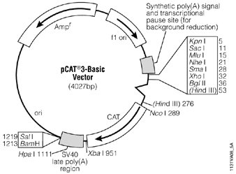 pCAT3-Basic Vector.