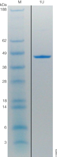 Coomassie-stained gel of ProTEV Plus showing 1 unit (U) of protein with the specific activity of 1 unit/µg.