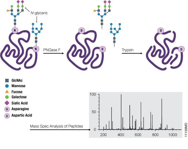 Schematic illustrating the use of PNGase F and mass spec analysis of N-glycosylation.
