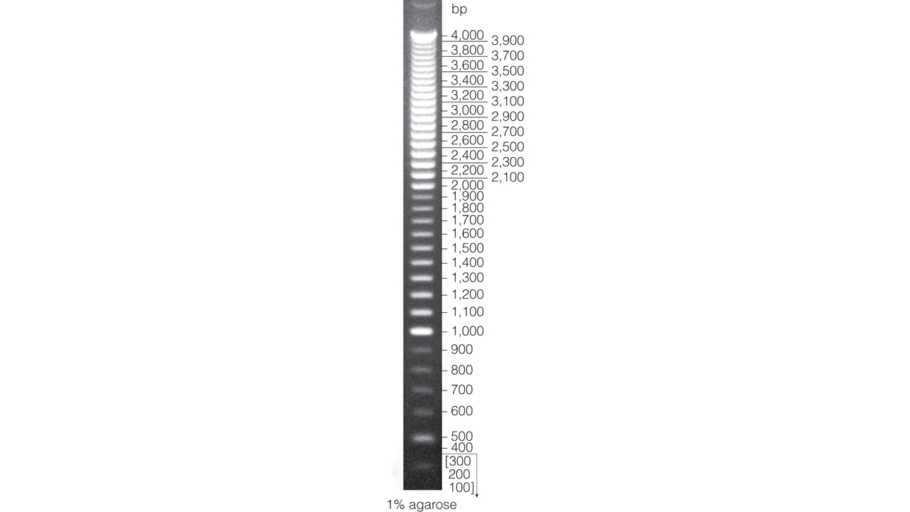100bp DNA Step Ladder.
