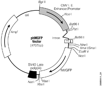 Monster Green Fluorescent Protein phMGFP Vector.