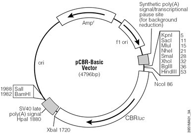 pCBR-Basic Vector.