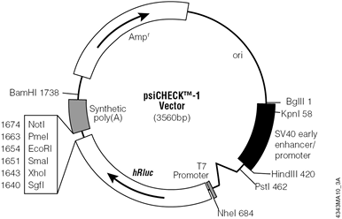 psiCHECK-1 Vector.