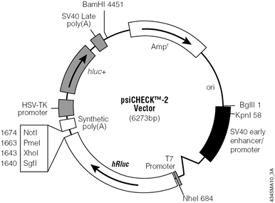 psiCHECK-2 Vector.