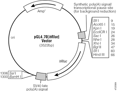 pGL4.70[hRluc] Vector.
