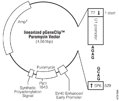 Linearized pGeneClip Puromycin Vector.