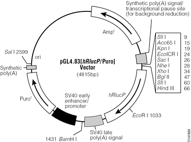 pGL4.83[hRlucP/Puro] Vector.