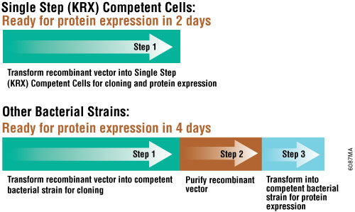 In only two days, you can transform your vector into the Single Step (KRX) Competent Cells and express protein.