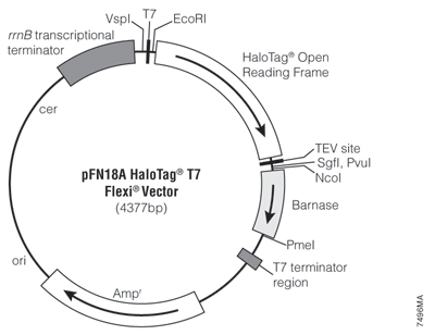 pFN18A HaloTag T7 Flexi Vector 7496MA