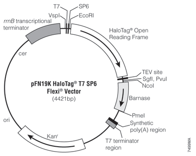 PFN19K HaloTag T7 SP6 Flexi Vector 7499MA