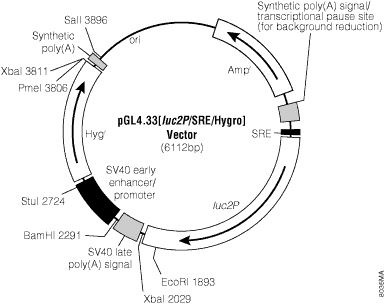 pGL4.33[luc2P/SRE/Hygro] Vector.