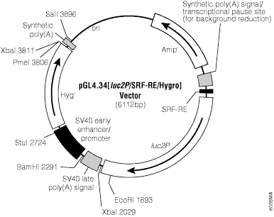 pGL4.34[luc2P/SRF-RE/Hygro] Vector.
