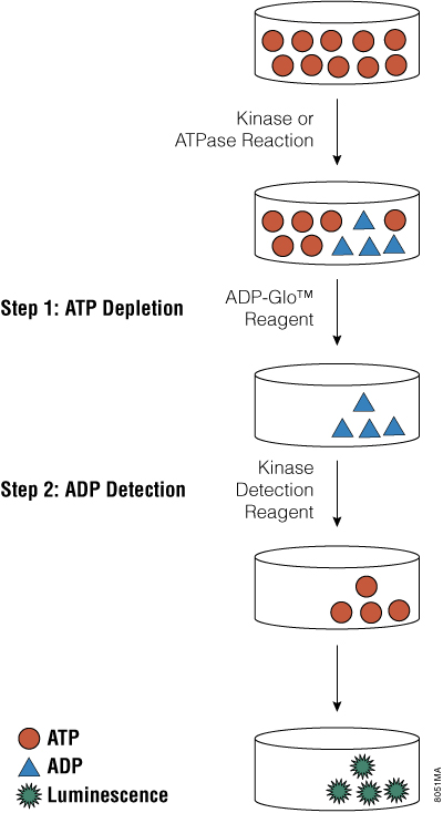 Principle of the ADP-Glo Kinase Assay.