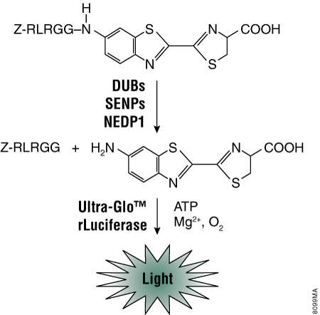The luminogenic substrate, Z-RLRGG-aminoluciferin, is recognized by numerous deconjugating proteases including DUBs, SENPs and NEDP1.