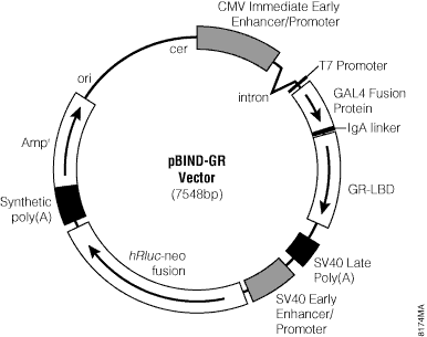 pBIND-GR Vector.