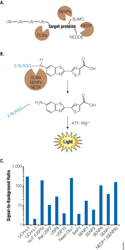 DUB-Glo Protease Assay Principle. 
