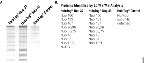 Capture of macromolecular complex Nup 107-160.