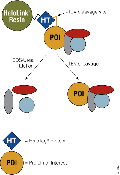 Overview of elution methods and downstream applications.
