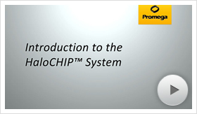 halochip01-poster