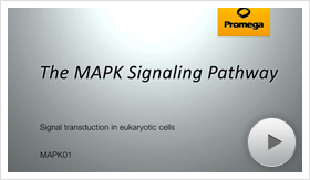 mapk01-poster