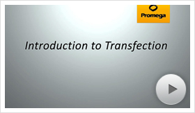 transfection01-poster