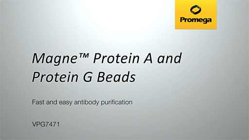 Magne&trade; Protein G Beads versus Leading Competitors