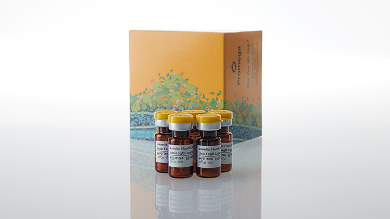 ht1080-janelia-fluor-549i-halotag-ligand