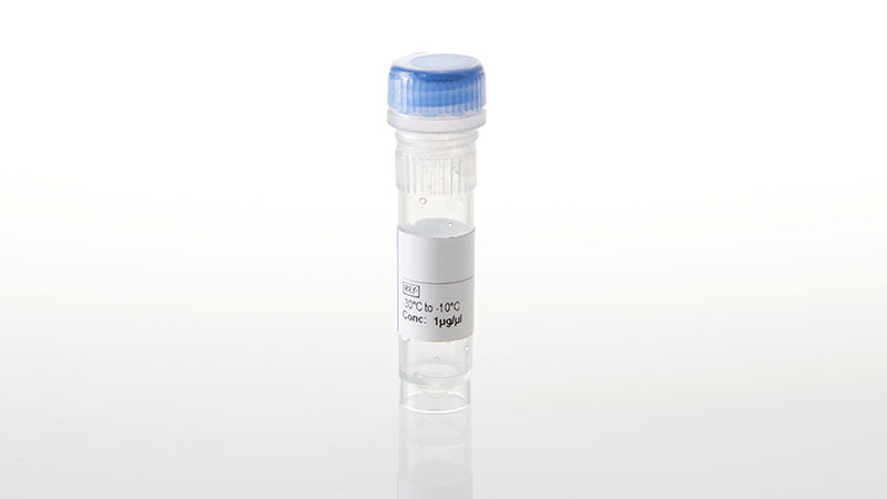 NV2801_CDK3-NanoLuc-
