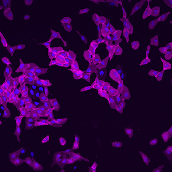 Cell image of U2OS cells stably expressing HaloTag® protein fused to three copies of a nuclear localization sequence (labeled with Alexa Fluor® 660 HaloTag® Ligand).
