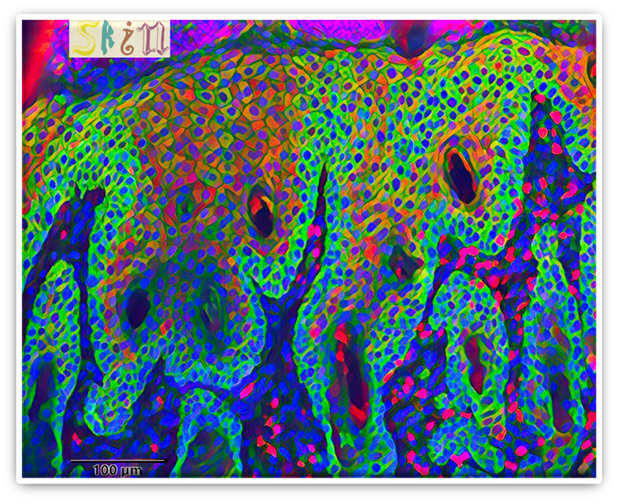 artistic-rendering-of-the-skin