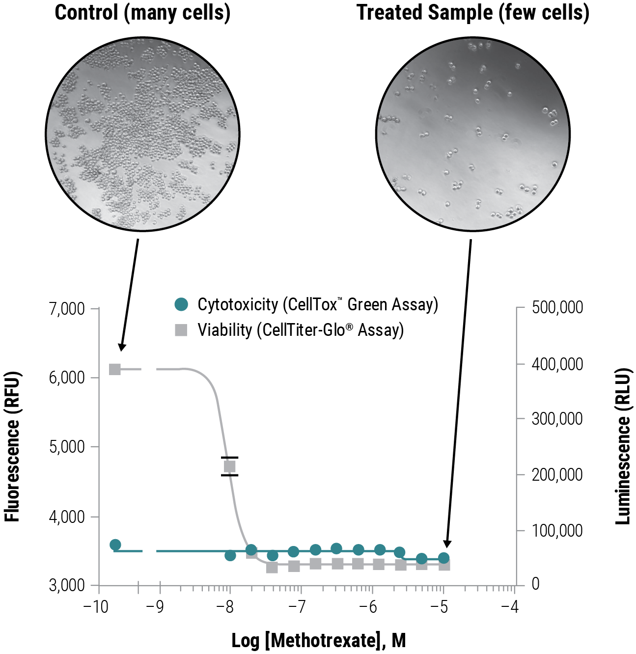 cytotoxic and cytostatic effects data 11589TC-W