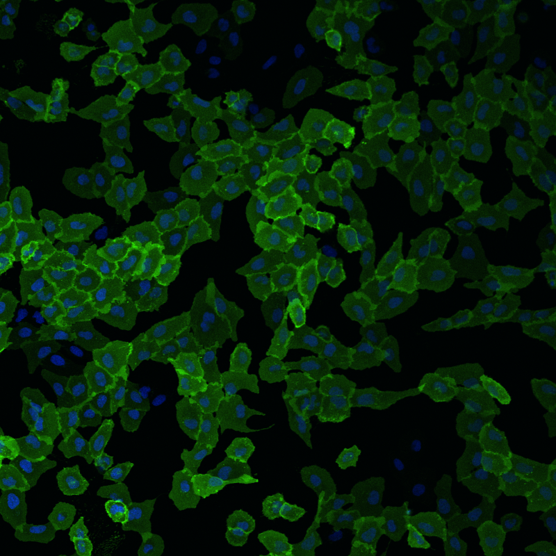 U2OS cells imaged with XFD 488i HaloTag® Ligand.
