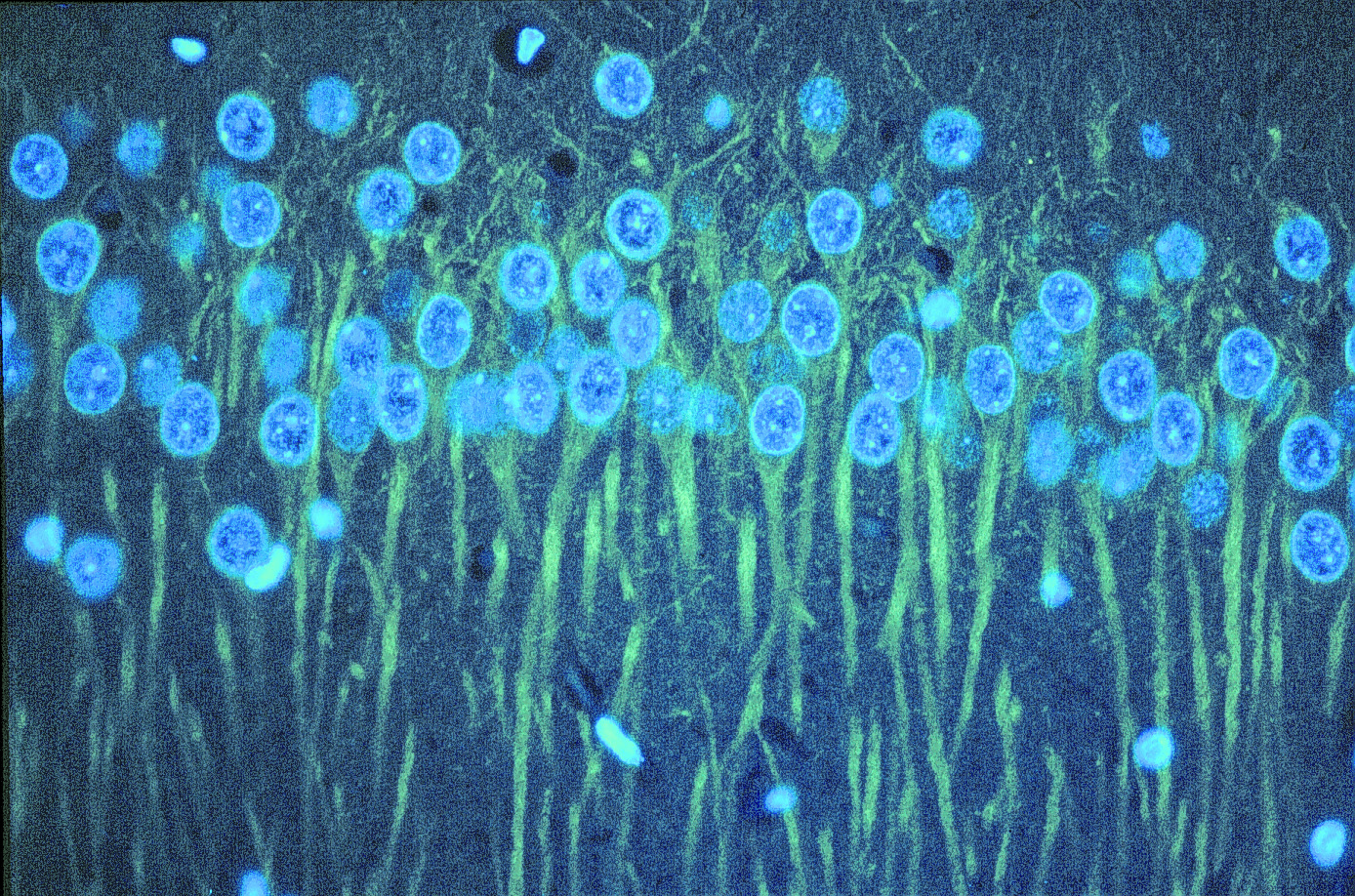 Immunostaining for βIII tubulin in rat cerebellum using Anti-βIII Tubulin mAb.