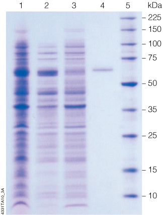 Manual purification of a 6X His-tagged fusion protein using FastBreak™ Cell Lysis Reagent and the MagneHis™ Protein Purification System.