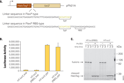 Multi-panel figure showing the effect of linker sequence on activity and protease susceptibility of HaloTag®-fused luciferase, including a schematic of fusion constructs and comparative activity and cleavage analyses.